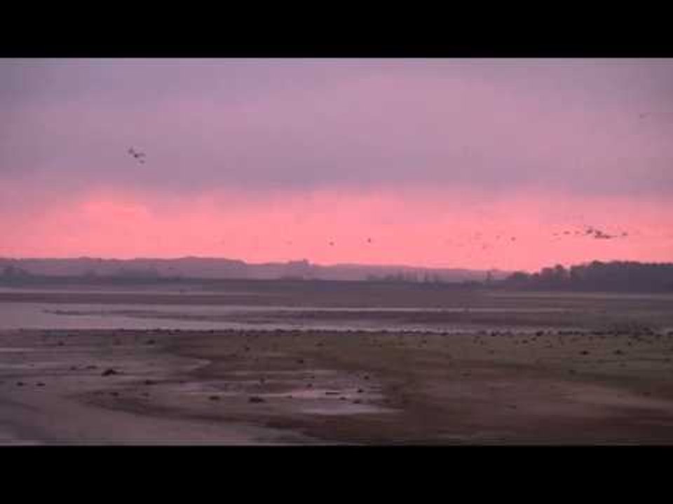 Levée de grues cendrées sur le lac du Der (Haute-Marne) / 20 novembre 2014