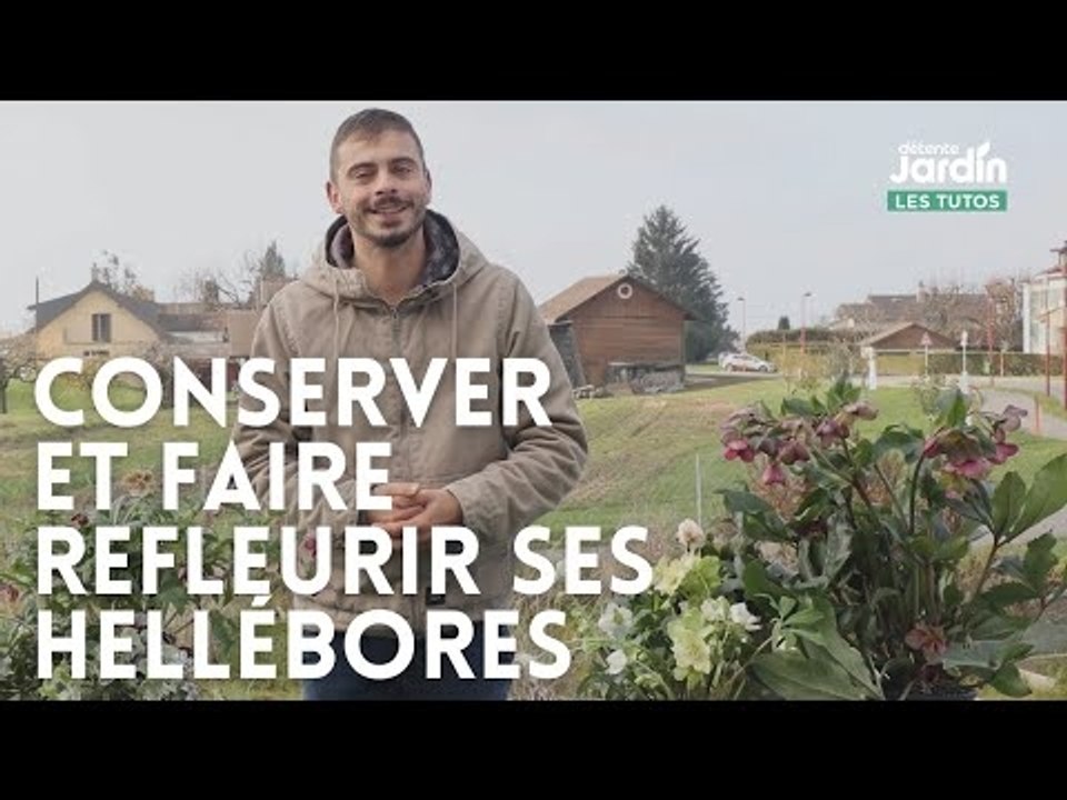 Conserver et faire refleurir ses hellébores