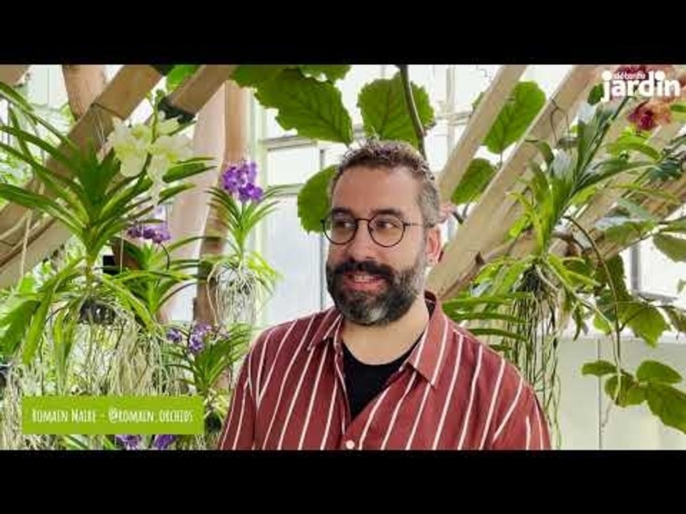 Zoom sur : Les orchidées Vanda