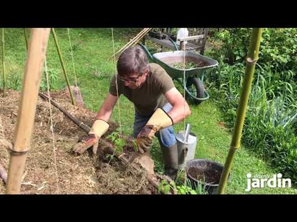 Plantation des tomates en pleine terre