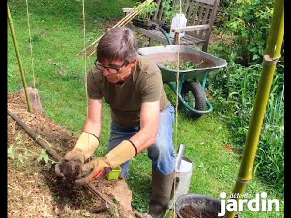 Plantation des tomates : préparation du sol ; plantation en pleine terre ; plantation en pot.