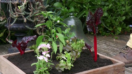Un mini-potager dans une caisse en bois