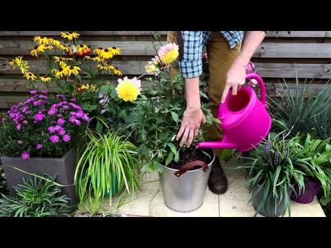 Comment cultiver les dahlias en pot