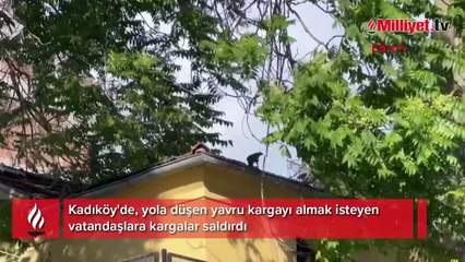 Yuvadan düşen yavruyu kurtarmaya çalışanlara kargalar saldırdı