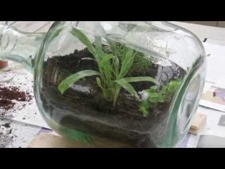 DIY - Composer un paysage végétal dans une grosse bouteille