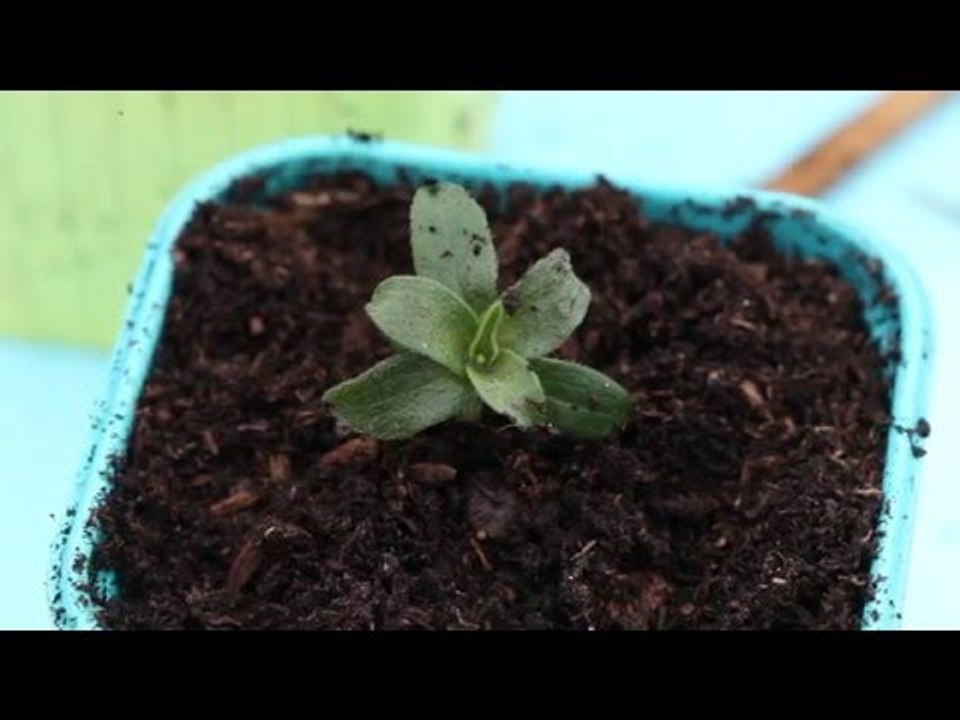 Multiplier les plants de vivaces