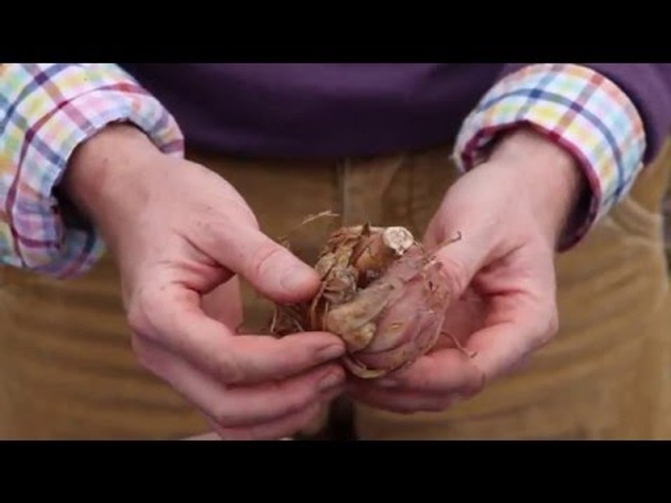 Faire des boutures de lis