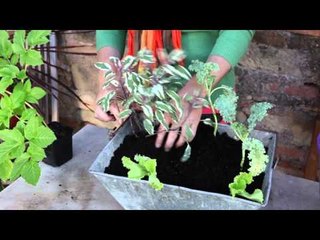Créer une jardinière gourmande avec des légumes et aromatiques