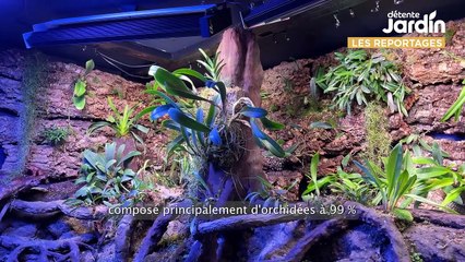 Un mur d'orchidées à l'Aquarium de Paris