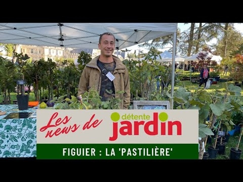 Le figuier : zoom sur la variété 'Pastilière'