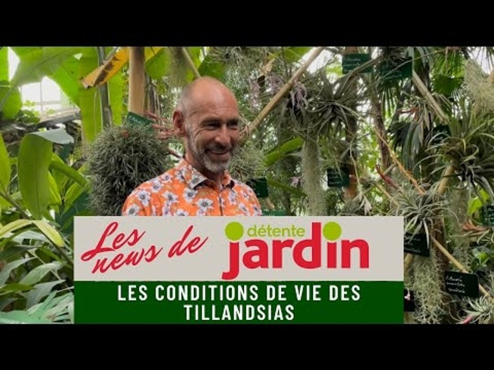 Les conditions de vie des tillandsias