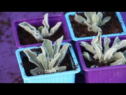 Comment bouturer les vivaces à partir des rosettes