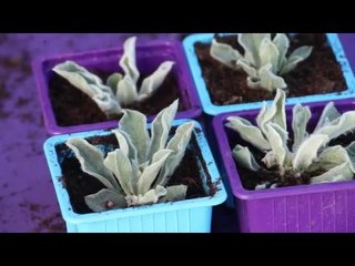 Comment bouturer les vivaces à partir des rosettes