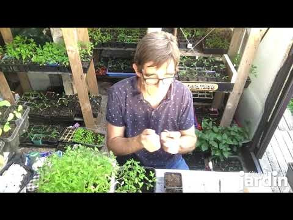 Repiquer les tomates
