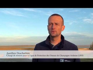 Interview d'Aurélien Deschartres, chargé de mission pour la Ligue de Protection des Oiseaux.