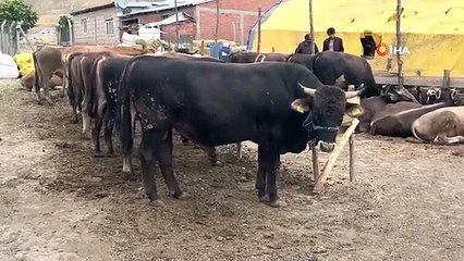 Sivas'ta Kurban Pazarı Açılmayacak