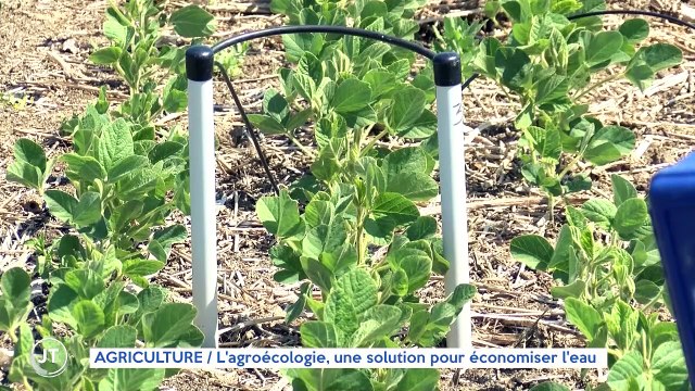 AGRICULTURE / L'agroécologie, une solution pour économiser l'eau