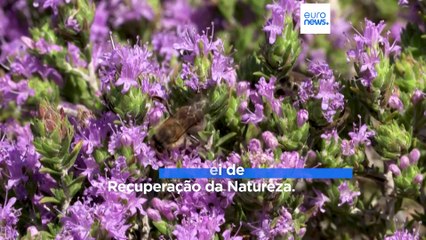 Lei da Recuperação da Natureza gera dura batalha no Parlamento Europeu