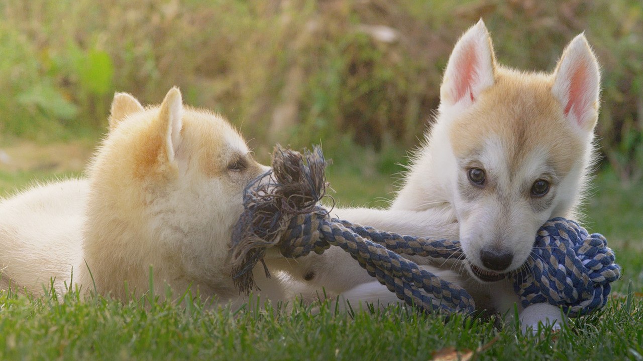 Dogs Are Healthier When They Have Friends, Science Says