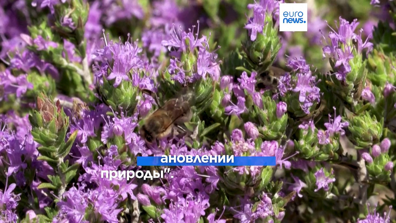 В Европарламенте пройдёт голосование по законоп...