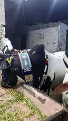 black and white heavy cow