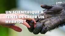 Ce scientifique fou a tenté de créer un hybride humain-chimpanzé