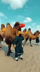 Dromedarius en Ica 🐪