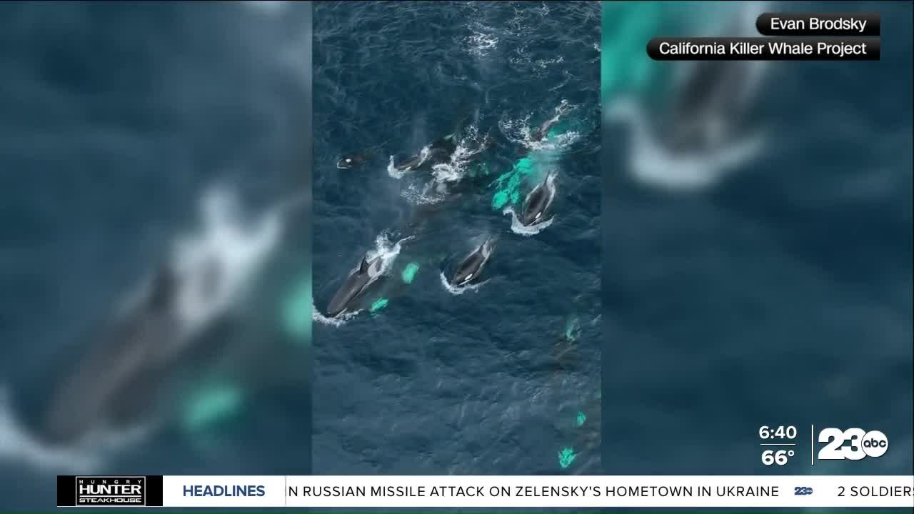 Killer whales spotted in Monterey Bay, about 30 spotted swimming on Sunday