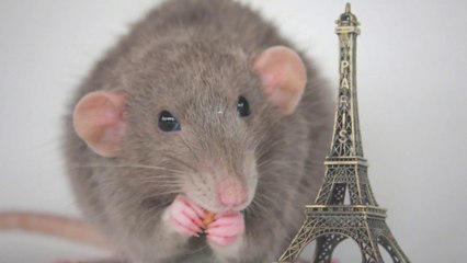 التاسعة هذا المساء | بعدما طالب سكان باريس بالتعايش مع الجرذان.. رئيس بلدية باريس يثير موجة جدل واسعة