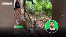 Traviesos monos 'asaltan' a turistas franceses en Tailandia