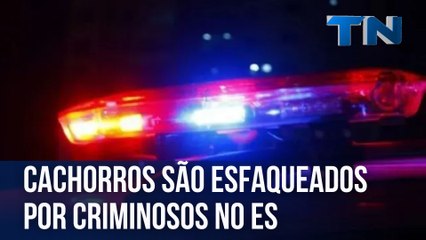 Cachorros são esfaqueados por criminosos no interior do ES