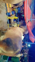 Bakra Eid Beautiful Cows