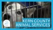 Kern County Animal Services | KERN LIVING