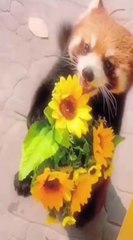 cat Cutest thing you'll see today