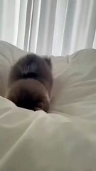 cat Cutest thing you'll see today