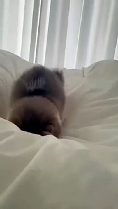 cat Cutest thing you'll see today