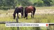 What's threatening the wild horses in North Carolina?