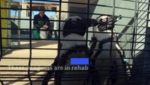 South Africa penguin clinic hopes to save seabirds' future