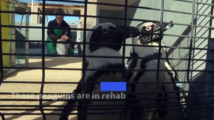 South Africa penguin clinic hopes to save seabirds' future