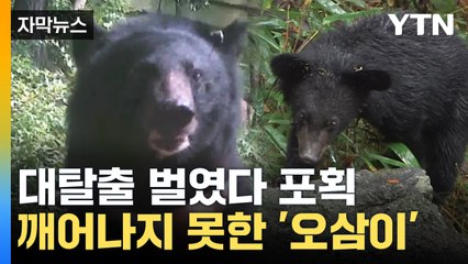 [자막뉴스] 대탈출 벌였다 포획...깨어나지 못한 '오삼이' / YTN