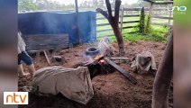 Reportan pérdida de ganado por inundaciones en Beni