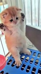 cat Cutest thing you'll see today