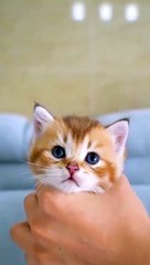 cat Cutest thing you'll see today