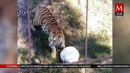 Implementan medidas de cuidado para animales que habitan en el zoológico 'Tuzoofari' de Hidalgo