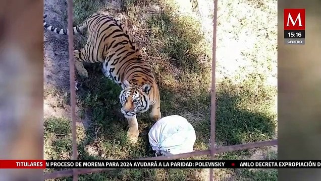 Implementan medidas de cuidado para animales que habitan en el zoológico 'Tuzoofari' de Hidalgo