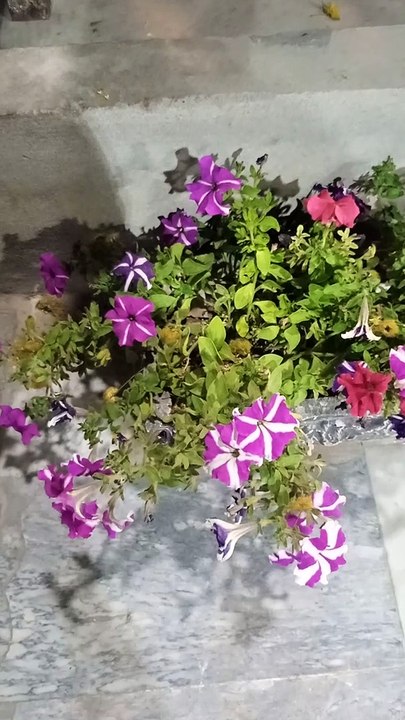 Beautifull Flowers #todosomething #viral #trending