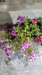 Beautifull Flowers #todosomething #viral #trending