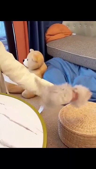 cat Cutest thing you'll see today