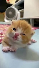 cat Cutest thing you'll see today