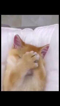 cat Cutest thing you'll see today